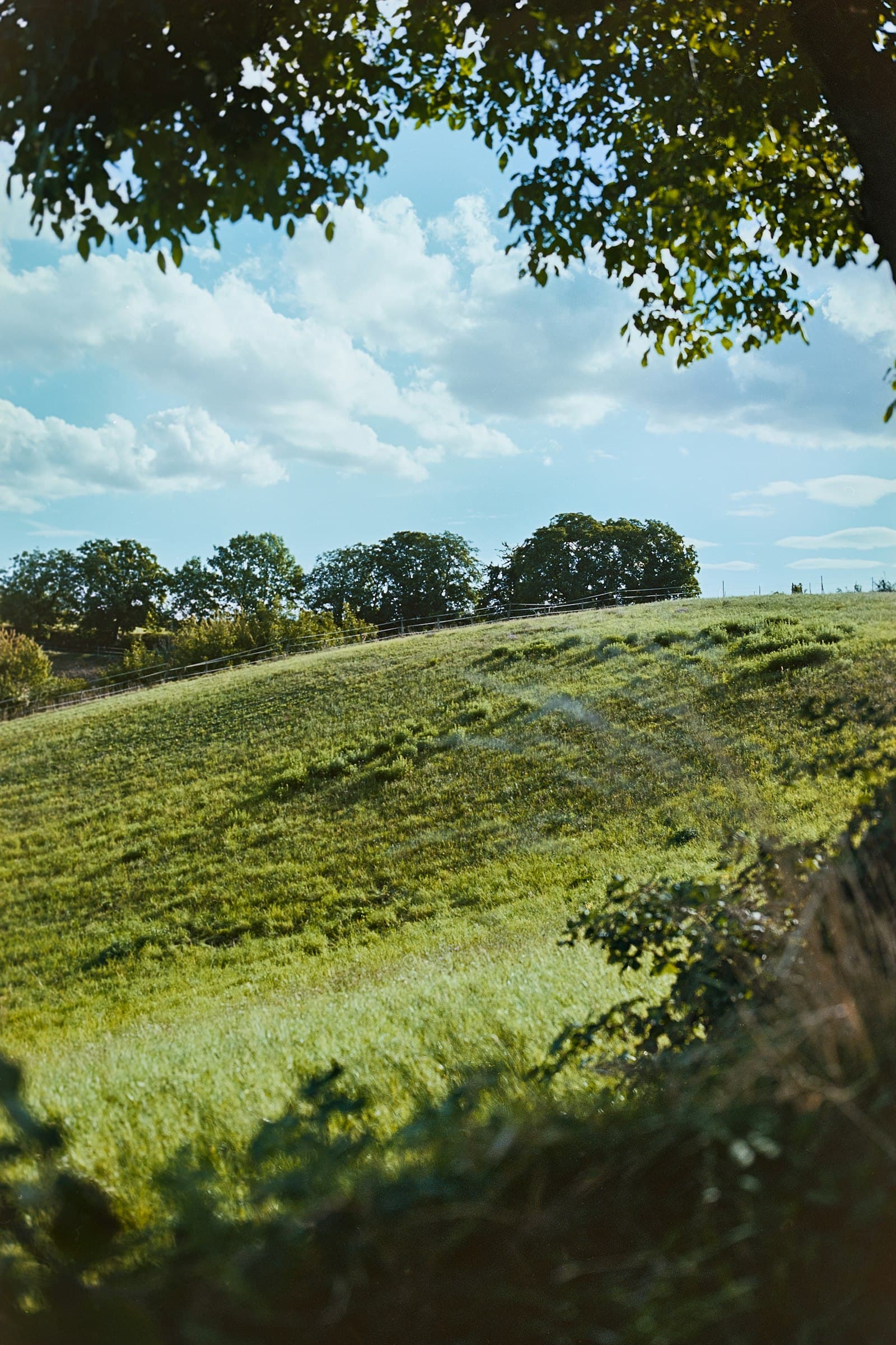 Pelouse dense obtenue par hydroseeding sur un grand terrain