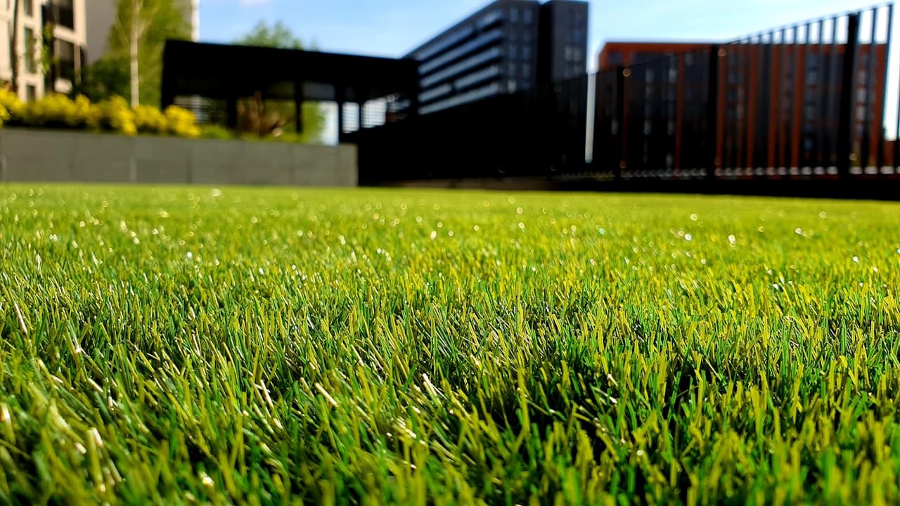 Pelouse verte dense et homogène devant des bâtiments contemporains