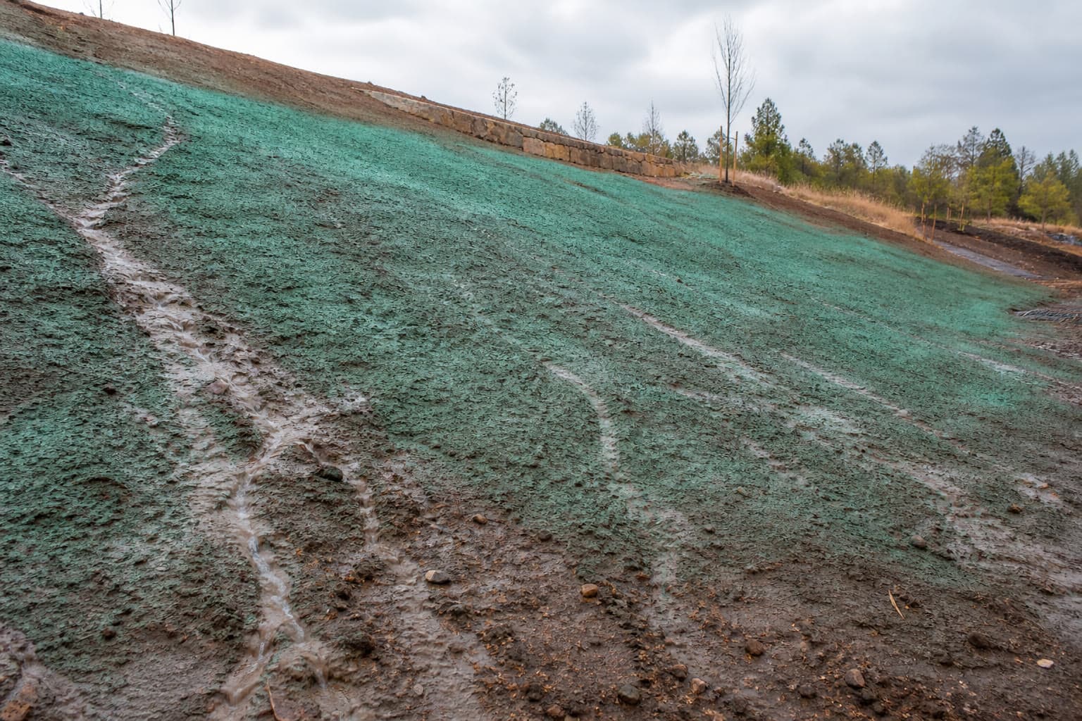 Talus hydroseedé avec traces de ruissellement sur un sol nu après la pluie