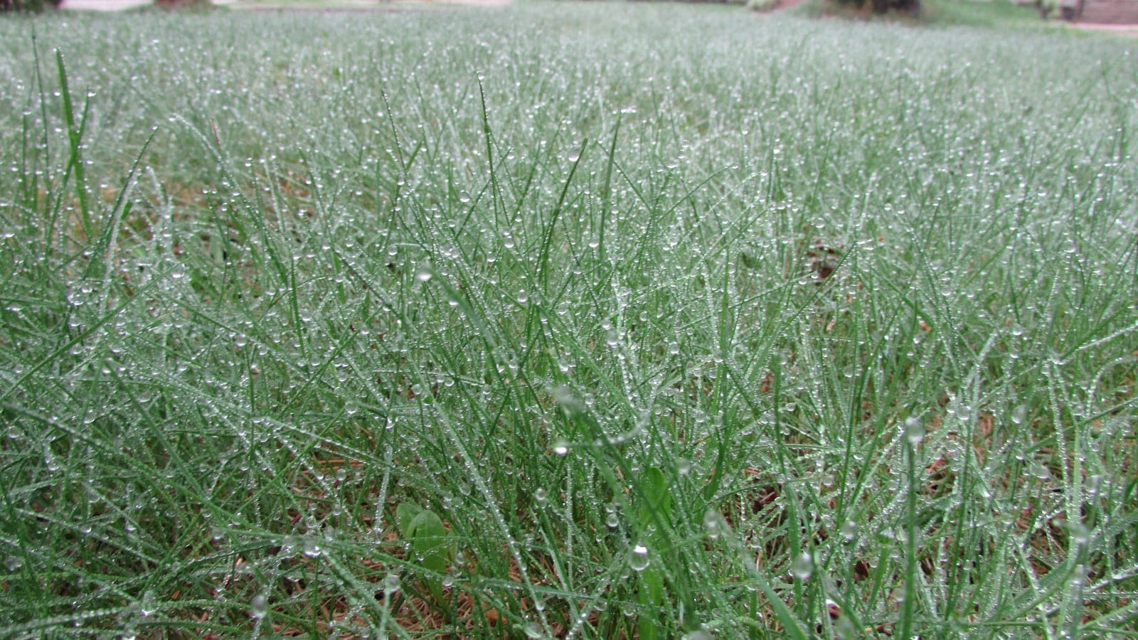 Pelouse humide couverte de gouttes après la pluie, illustrant les conditions météo favorables à l'hydroseeding