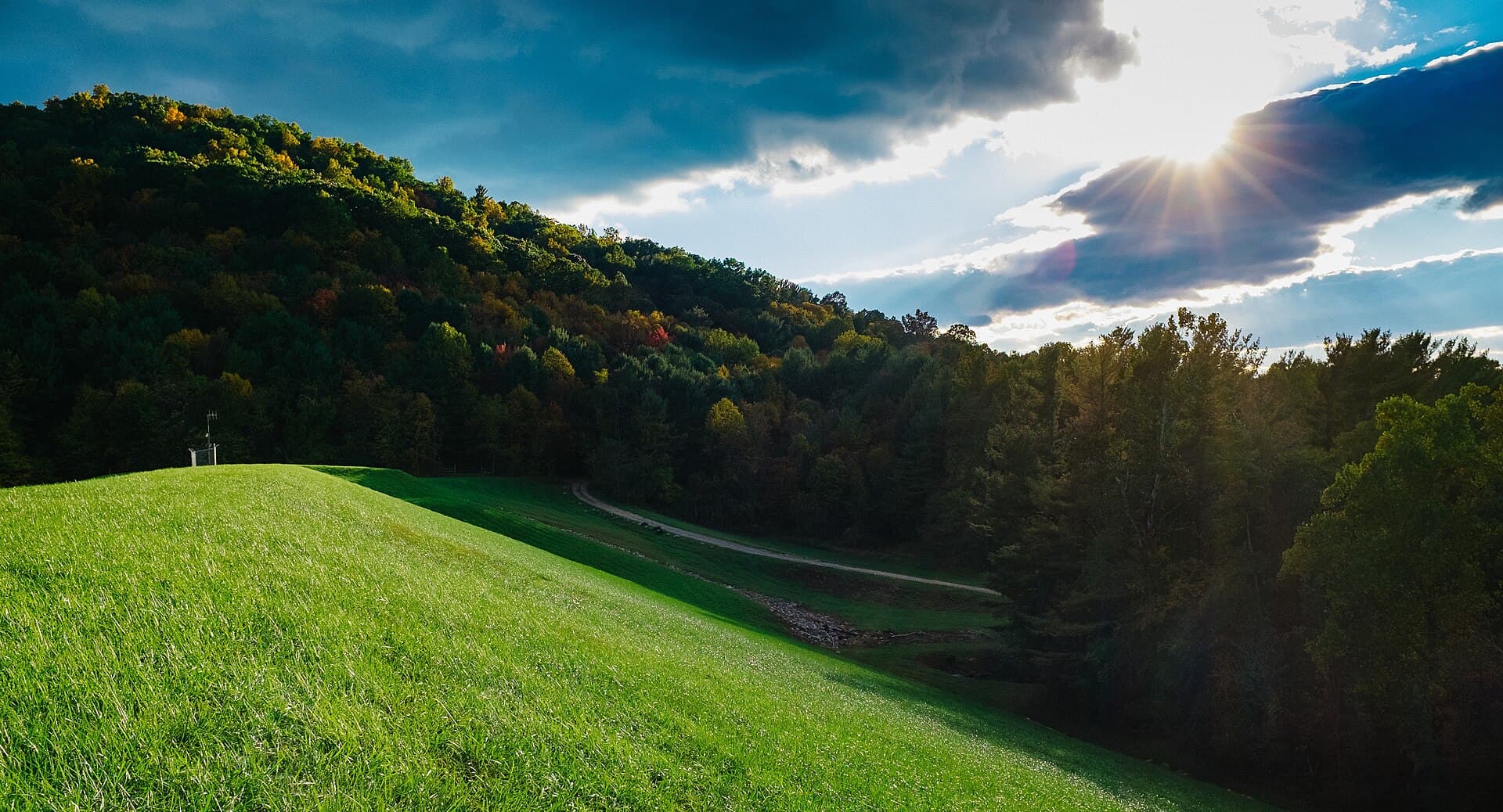 Pente enherbée et talus végétalisé en bordure de forêt