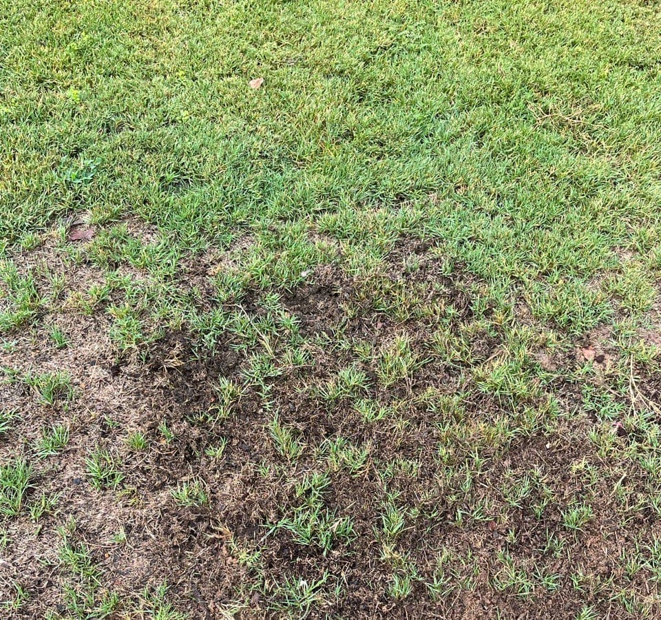Pelouse clairsemée après une période sèche, illustrant les précautions avant un hydroseeding sur terrain sec