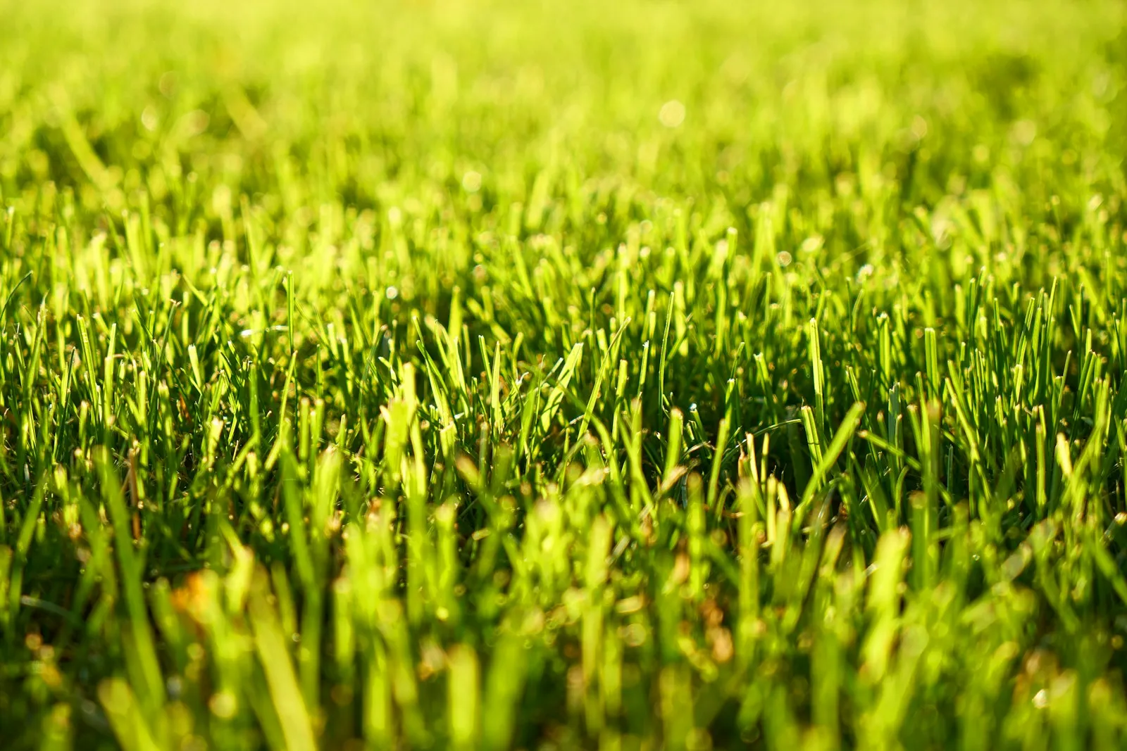 Réalisation 3 d'hydroseeding par Hydroseeder.fr